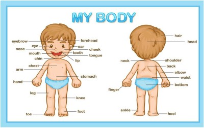 Human Body Part Name Chart Poster with Gloss Lamination Paper Print(18 inch X 12 inch, Rolled)