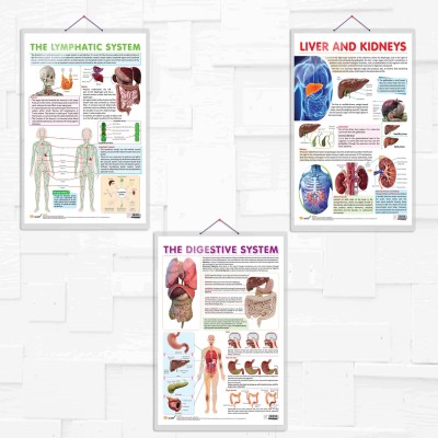 THE LYMPHATIC SYSTEM chart and LIVER AND KIDNEY chart and THE DIGESTIVE SYSTEM chart | combo of 3 charts| Understanding Vital Systems: The Lymphatic System, Liver and Kidney, and Digestive System Charts Paper Print(30 inch X 20 inch)