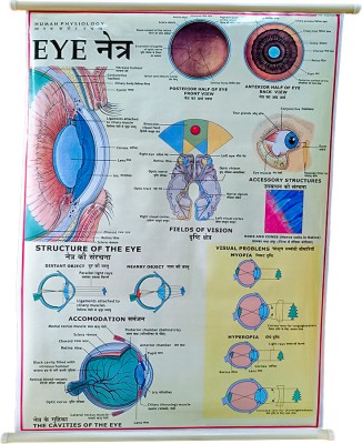 Human Eye Lamination Chart 70x100cm long Eng.- Hindi combined, Wall hanging Paper Print(40 inch X 28 inch, Rolled form, packed in Corrugated box.)