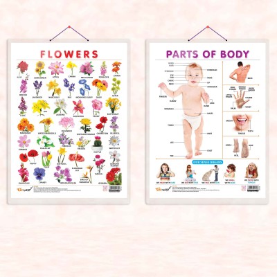 FLOWERS CHART HARD LAMINATED and PARTS OF BODY CHART HARD LAMINATED | combo of 2 charts | Interactive Botanical Anatomy Set Paper Print(20 inch X 15 inch)