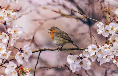 Beautiful Singing Bird on Cherry Blossom Tree Wall Poster | Nature Art Print for Home & Office Decor Vinyl(27 inch X 48 inch)