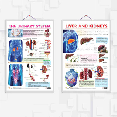 THE URINARY SYSTEM and LIVER AND KIDNEY | combo of 2 charts| The Urinary System and Liver & Kidney Function Chart Paper Print(30 inch X 20 inch)