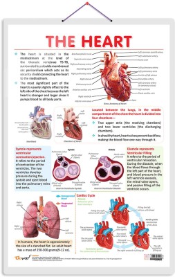 THE HEART CHART | Anatomy of the Heart: Educational Heart Chart for Learning and Reference Paper Print(30 inch X 20 inch)