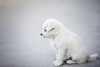 Cute White Dog Animal Paper Poster In Rolled Print Paper Print(12 inch X 18 inch)