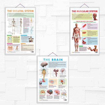 THE SKELETAL SYSTEM chart, THE MUSCULAR SYSTEM chart and THE BRAIN chart | combo of 3 chart | Hard Laminated Charts for Skeletal, Muscular, and Brain Systems Paper Print(30 inch X 20 inch)