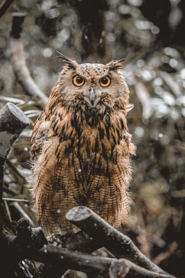Owl Paper Poster ( Poster 12X18 Inch Rolled ) Paper Poster Paper Print Paper Print(19 inch X 13 inch, Rolled)