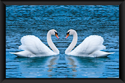BEAUTIFUL VASTU SWAN FRAME Photographic Paper(11 inch X 14 inch, FRAMED POSTER)