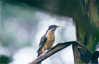 Majestic Beauty: Wild Animal Poster for Room & Office Wall Decor F-101 Paper Print(12 inch X 18 inch, Rolled)
