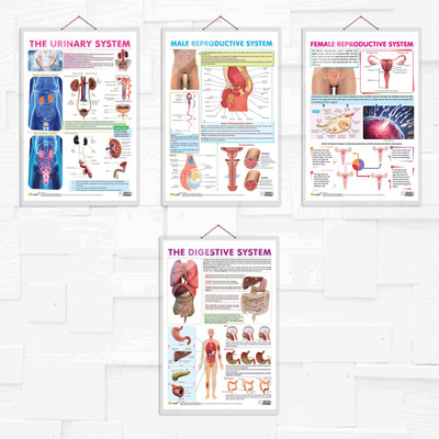 THE URINARY SYSTEM, MALE REPRODUCTIVE SYSTEM, FEMALE REPRODUCTIVE SYSTEM and THE DIGESTIVE SYSTEM chart | combo of 4 charts | Comprehensive Human Anatomy Charts: Urinary System, Male Reproductive System, Female Reproductive System, and Digestive System Paper Print(30 inch X 20 inch) THE URINARY SYSTEM, MALE REPRODUCTIVE SYSTEM, FEMALE REPRODUCTIVE SYSTEM and THE DIGESTIVE SYSTEM chart | combo of 4 charts | Comprehensive Human Anatomy Charts: Urinary System, Male Reproductive System, Female Reproductive System, and Digestive System Paper Print(30 inch X 20 inch)