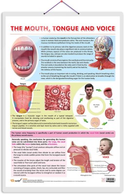 THE MOUTH, TONGUE AND VOICE CHART | The Art of Communication: Interactive Mouth, Tongue, and Voice Poster Paper Print(30 inch X 20 inch)