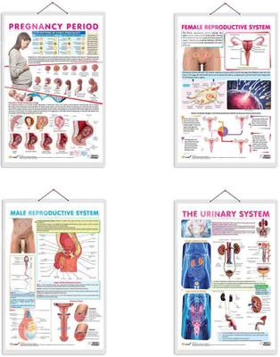 THE URINARY SYSTEM, MALE REPRODUCTIVE SYSTEM, FEMALE REPRODUCTIVE SYSTEM and PREGNANCY PERIOD chart | combo of the 4 charts | Comprehensive Anatomy Charts: Urinary System, Male Reproductive System, Female Reproductive System, and Pregnancy Period Paper Print(30 inch X 20 inch)