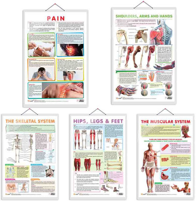 THE SKELETAL SYSTEM, SHOULDER, ARMS AND HANDS, PAIN, THE MUSCULAR SYSTEM and HIPS, LEGS AND FEET chart| combo of 5 chart | Unlock the Secrets: A Comprehensive Guide to the Skeletal and Muscular Systems, from Shoulders to Feet Paper Print(30 inch X 20 inch)