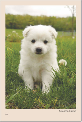 American Eskimo Cute Puppy Dog Posters, Dog Posters for Wall Decoration-edt Paper Print(18 inch X 12 inch, Rolled)