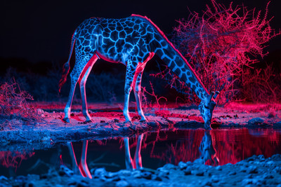 Neon Giraffe Drinking Water Wildlife Wall Poster Vinyl(27 inch X 48 inch)