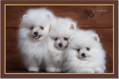 pomeranian puppy dog, pomeranian dog, cute puppy poster, dog poster for wall decoration-edt Paper Print(18 inch X 12 inch, Rolled)