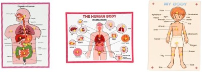 jaraglobal Combo of Human Internal Body Part, Digestive System & Body Parts Puzzle for kids(31 Pieces)