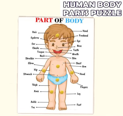 Plus Shine Body Parts Puzzle Board, Learning Body Organs Chart Illustration Puzzles Board(1 Pieces)