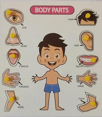 CASADOMANI Educational Peg Puzzles Identification Wooden Body Parts Anatomy Skeleton Puzzle(1 Pieces)