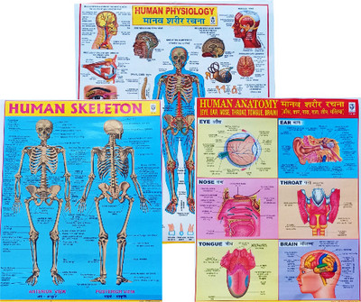 Human Physiology Chart - Explore The Wonders Of The Human Body. A Combo Of Three Charts Of Human Skeleton, Human Physiology & Human Anatomy For All Biology Students Laminated And Colorful(laminated, IBD)