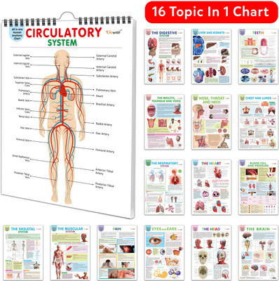 All In One Human Anatomy Chart :- All In One Anatomy Chart, Human Body Chart For Kids, Circulatory System Chart, 16 In One Spiral Chart, Body Structure Chart, Body Organs Chart And More(Spiral-bound, GOWOO)