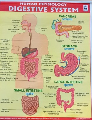 Explore The Wonders Of Human Physiology: Digestive System Chart For Intermediate, Medical And All Biology Person(Paperback, INDIAN BOOK DEPOT)