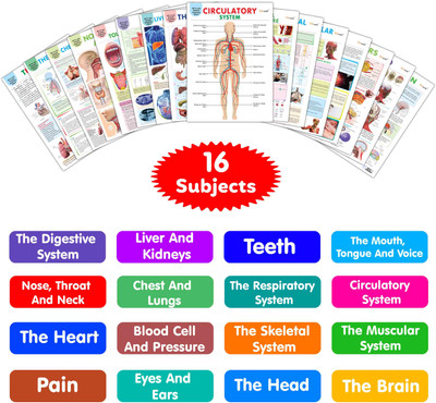 All In One Human Anatomy Chart :- Visual Organs Chart For Children ...