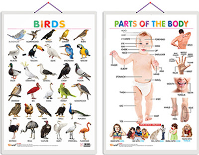 Gift Pack Of 2 Birds And Parts Of The Body Charts | Wall Posters For Room Decor High Quality Paper Print With Hard Lamination (20 Inch X 30 Inch, Rolled)(Hardcover, Sahil)
