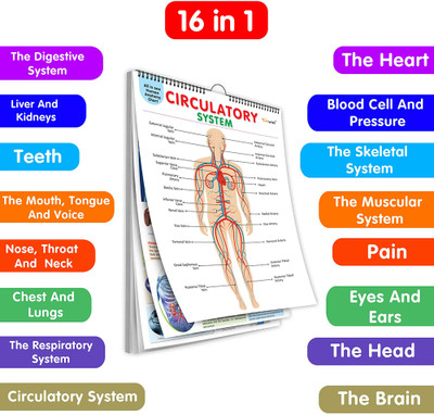 All In One Human Anatomy Chart :- 16 In One Spiral Chart, Detailed Human Body Chart, Respiratory System Chart, Muscles, Bones Chart And More(Spiral-bound, GOWOO)