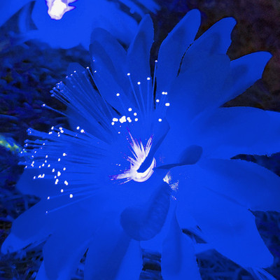 Meneon 16 LEDs 4 m Blue Steady String Rice Lights(Pack of 1)