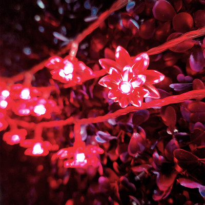 NISCO 36 LEDs 6 m Red Steady Flower Rice Lights(Pack of 1)