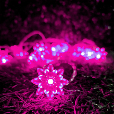 Infiprises 20 LEDs 4 m Pink Steady Flower Rice Lights(Pack of 1)