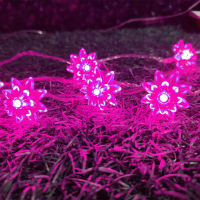 Infiprises 36 LEDs 8 m Pink Steady String Rice Lights(Pack of 1)