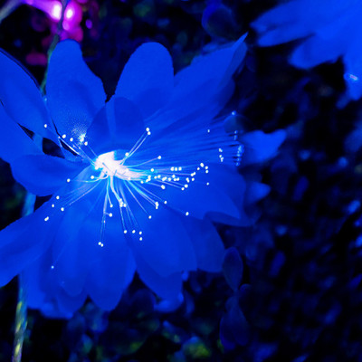 NISCO 16 LEDs 4 m Blue Steady Bulb Rice Lights(Pack of 1)