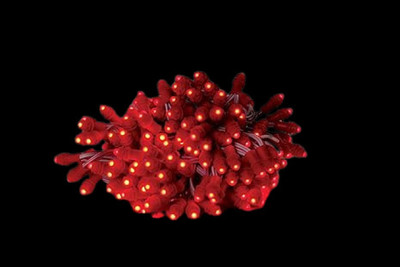 AALOCC 50 LEDs 6 m Red Color Changing, Flickering, Steady Bulb Rice Lights(Pack of 1)