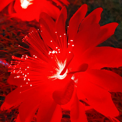 NISCO 16 LEDs 4 m Red Steady Bulb Rice Lights(Pack of 1)