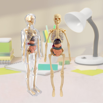 SPEEDFOX Educational Human Body Toy with Skeleton & Organs – Science Model for Kids(Multicolor)