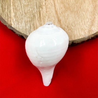 DIVINE HINDU Conch Shell Shankh for Pooja Non Blowing White Small Jal Shankh Decorative Shankh(White)