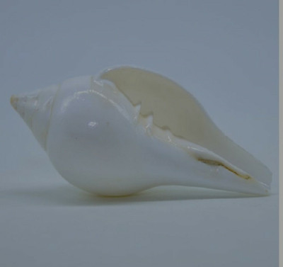 HVS Shankh for decorative for the pooja Decorative Shankh(White)