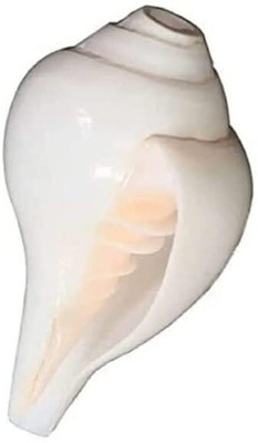 ZOCTALGEM ZOCTALGEM Sea Shell Blowing Shankh (White) Sacred Shankh 5inch Blowing Shankh(White)