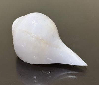 Chkoteravatiya original White shankh, Sacred Shankh for conch shell, 5-6 Inch (13-15 cm) Blowing Shankh(White)