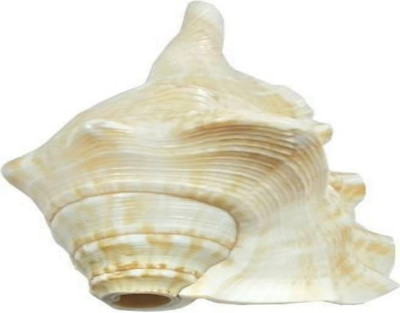 HVS Shankh for blowing kata shankh natural Blowing Shankh(White)
