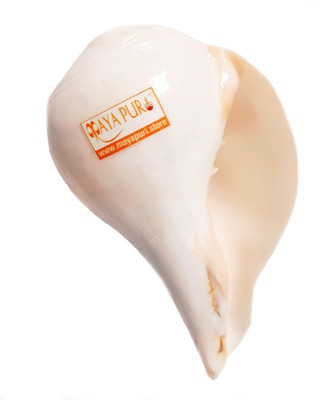 Mayapuri Natural White Blowing Conch Shell/Sound Making Shankha for Pooja, Size: 6 inch Blowing Shankh(White)