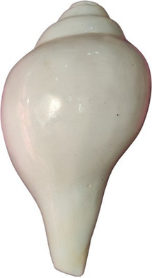 Shree Shankham Blowing Shankh Certified Loud Clear and Sweet Voice | by Shree Shankham Blowing Shankh(White)