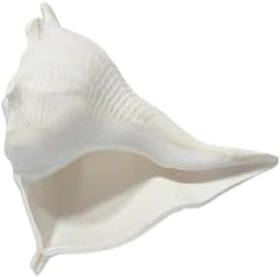 hm traders Godness Big Vamavarti Shankh for Puja, Worship, and Temple Use (5–6 Inch) Blowing Shankh(White)