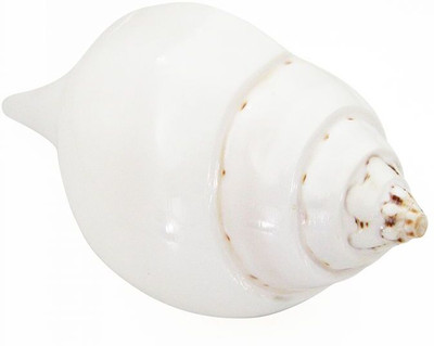 Akshayshree Sales Divine Temple Pooja Jal Shankh For Pooja , This Is Not Blowing Shankh Decorative Shankh(White)