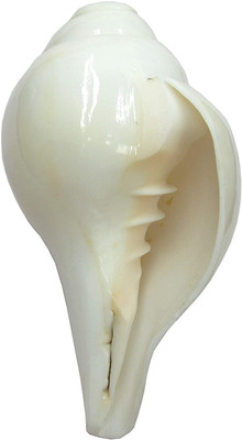 Thenkumari Blowing Conch Shell Shankh for Pooja (White, Medium 12cm) Blowing Shankh(White)