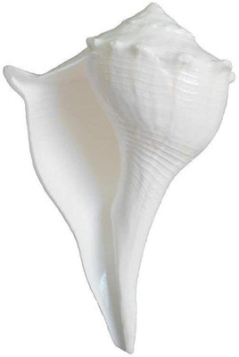 ZOCTALGEM Small Size Lakshmi Valampuri Sangu Conch Shell Shankh for Pooja - (1.5 Inch) Sacred Shankh(White)