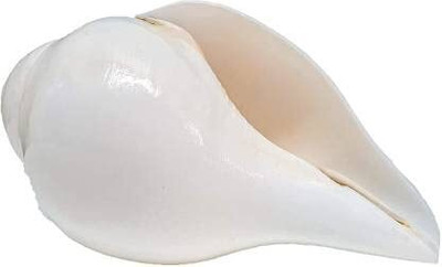yashchandila Original Blowing Shankh (White) for Pooja/Pujan Blowing Shankh(White)