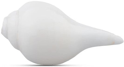 hm traders Loud Blowing Shankh for Puja, Natural Blowing Sankha Blowing Shankh(White)