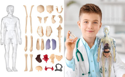 calyxia Body Skeleton Model Kits, AnatomyGlow iToys for Boys and Girls(Multicolor)